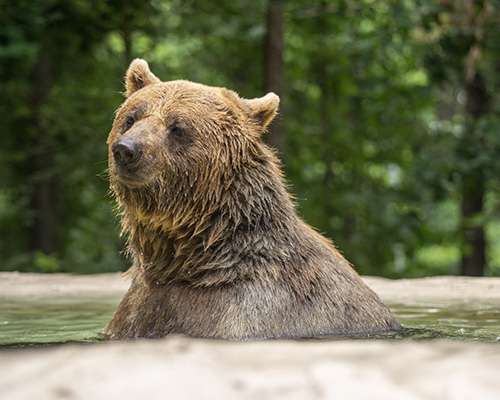 a bear partially submerged in water