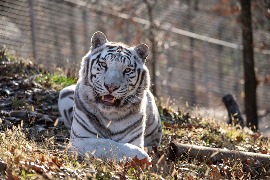 A promotional photo of a tiger at Turpentine Creek Wildlife Refuge.